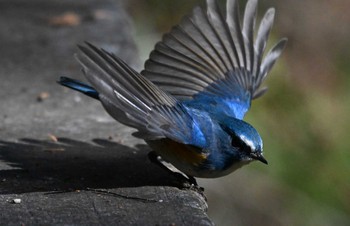 2024年1月5日(金) 大町自然観察園の野鳥観察記録