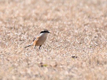 2024年1月2日(火) 平城宮跡の野鳥観察記録