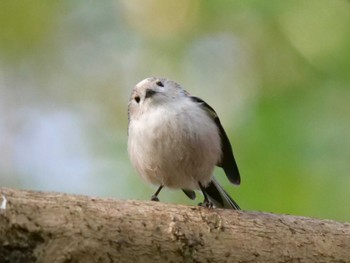 エナガ 水元公園 2024年1月4日(木)