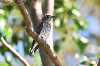 Grey-streaked Flycatcher Unknown Spots Mon, 10/8/2018