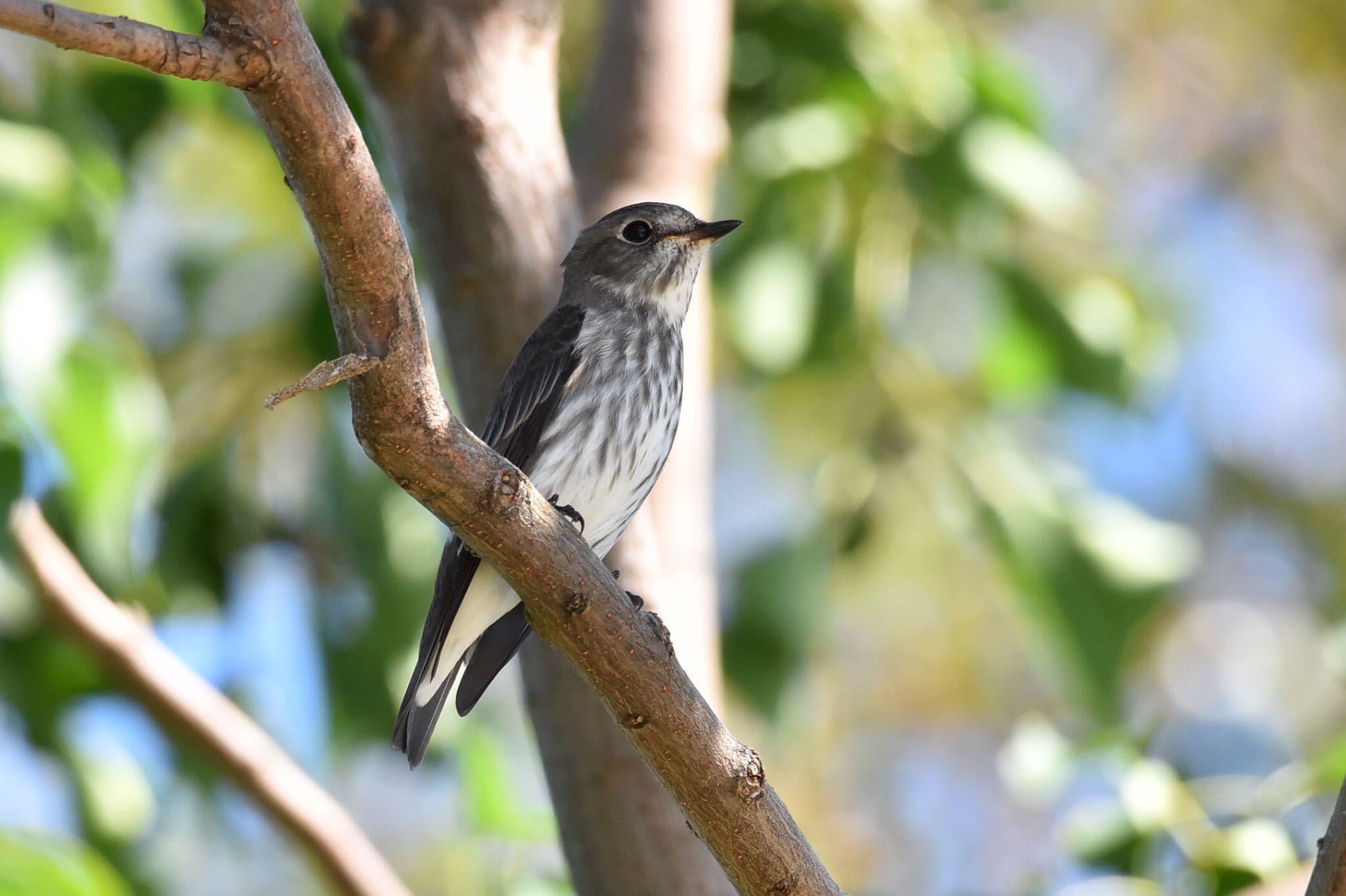 Photo of Grey-streaked Flycatcher at  by りょう