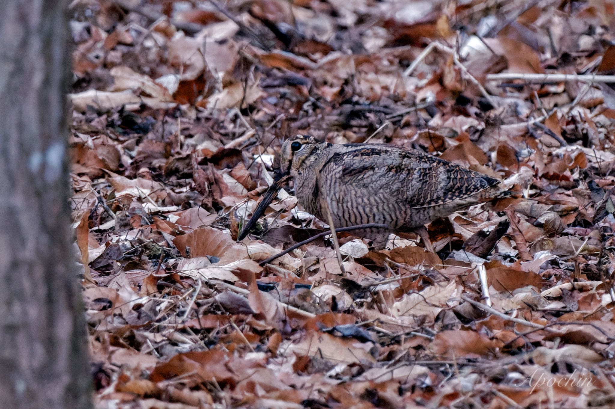 Photo of Eurasian Woodcock at Maioka Park by アポちん