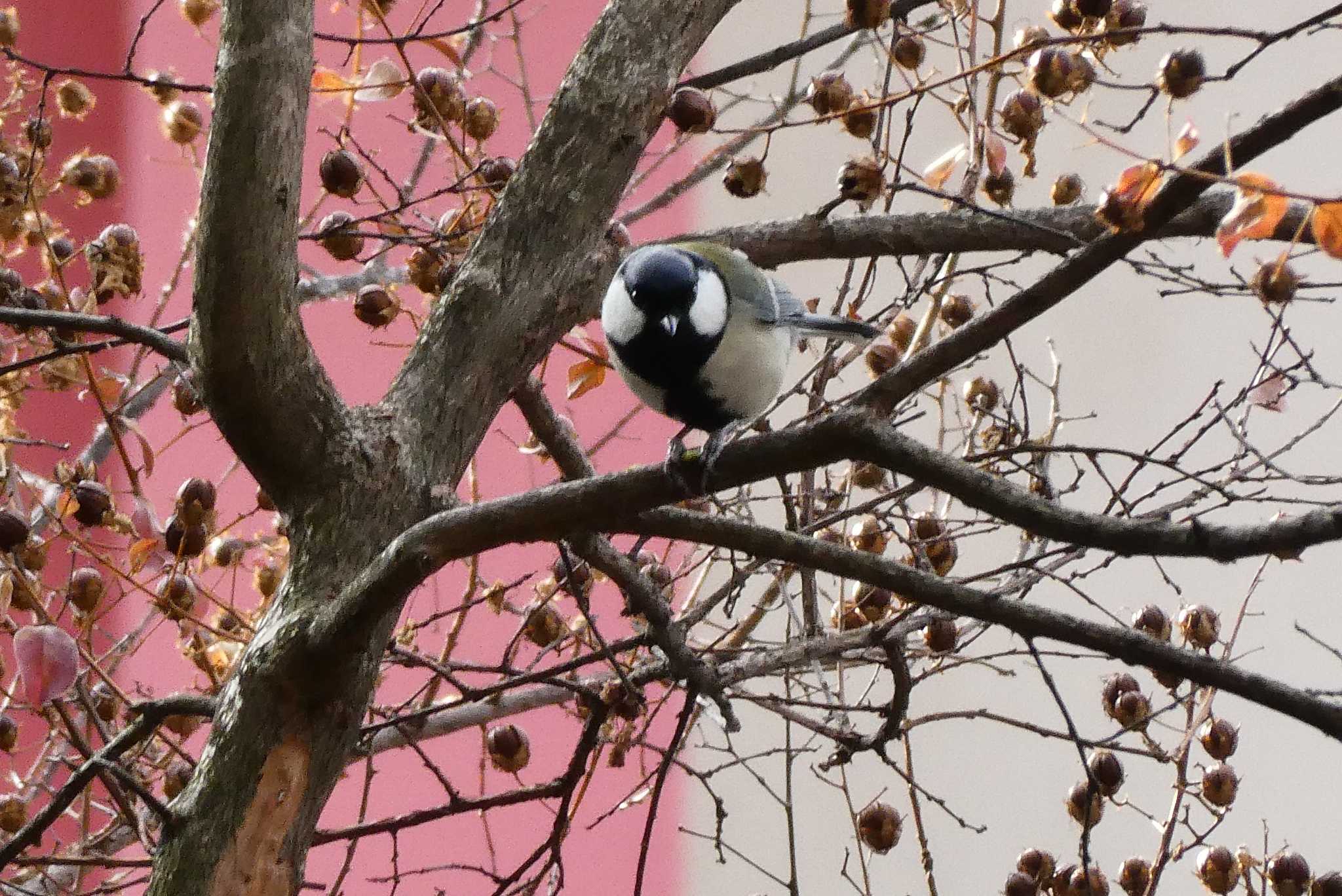 Photo of Japanese Tit at 東京都北区 by Kirin-Kita