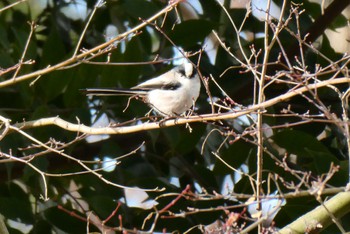 Long-tailed Tit 東京都北区 Tue, 1/2/2024