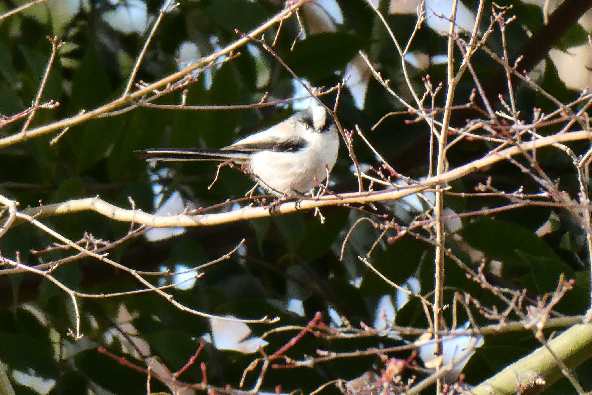 Photo of Long-tailed Tit at 東京都北区 by Kirin-Kita