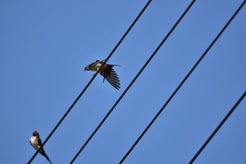 Red-rumped Swallow Unknown Spots Fri, 9/28/2018