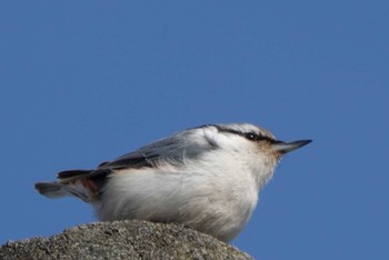 Eurasian Nuthatch(asiatica) 様似町 Wed, 1/3/2024