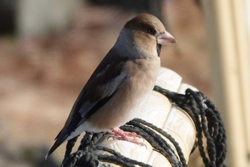 Hawfinch 様似町 Wed, 1/3/2024