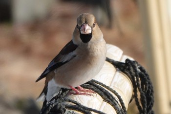 Hawfinch 様似町 Wed, 1/3/2024