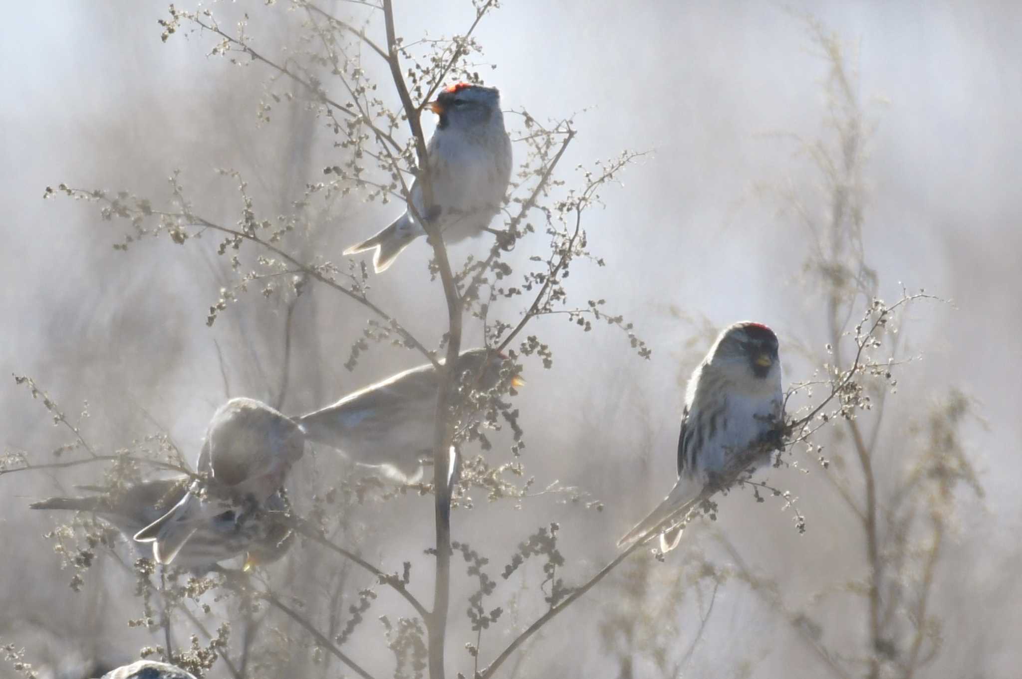 Common Redpoll