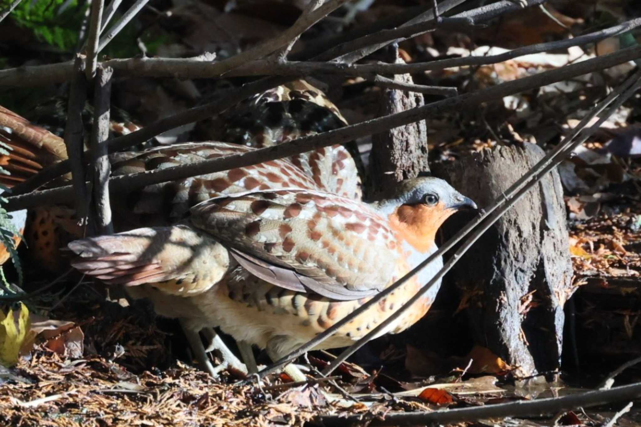 Chinese Bamboo Partridge