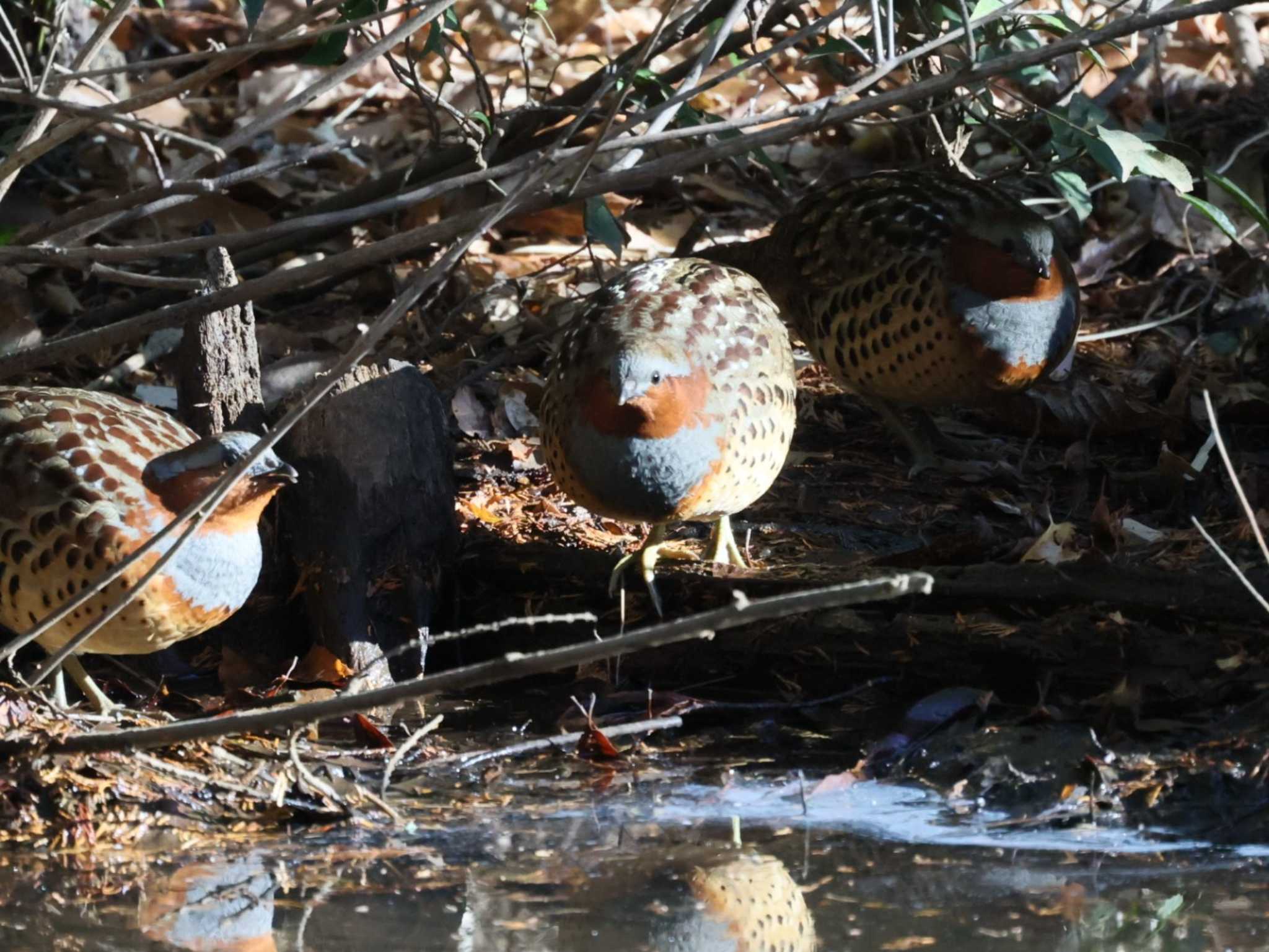 Chinese Bamboo Partridge