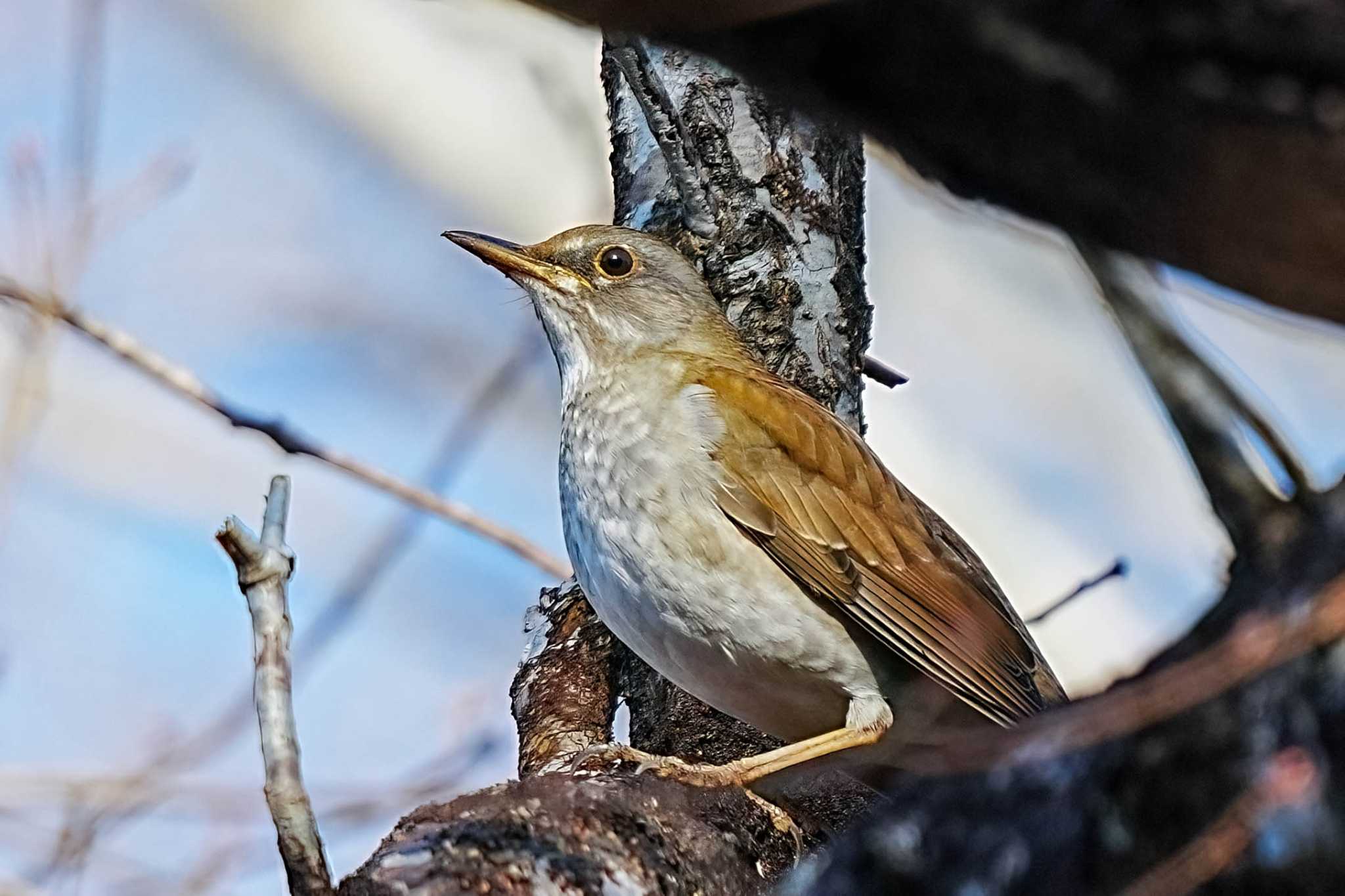 Photo of Pale Thrush at 鞍ヶ池公園(愛知県 豊田市) by porco nero