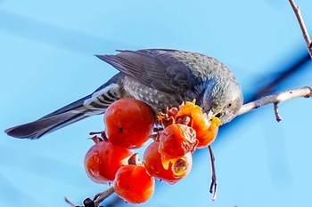 Brown-eared Bulbul 鞍ヶ池公園(愛知県 豊田市) Thu, 1/4/2024