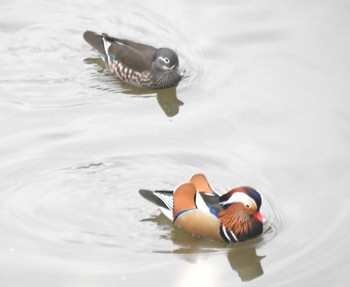 Mandarin Duck 奈良山公園 Sun, 12/31/2023