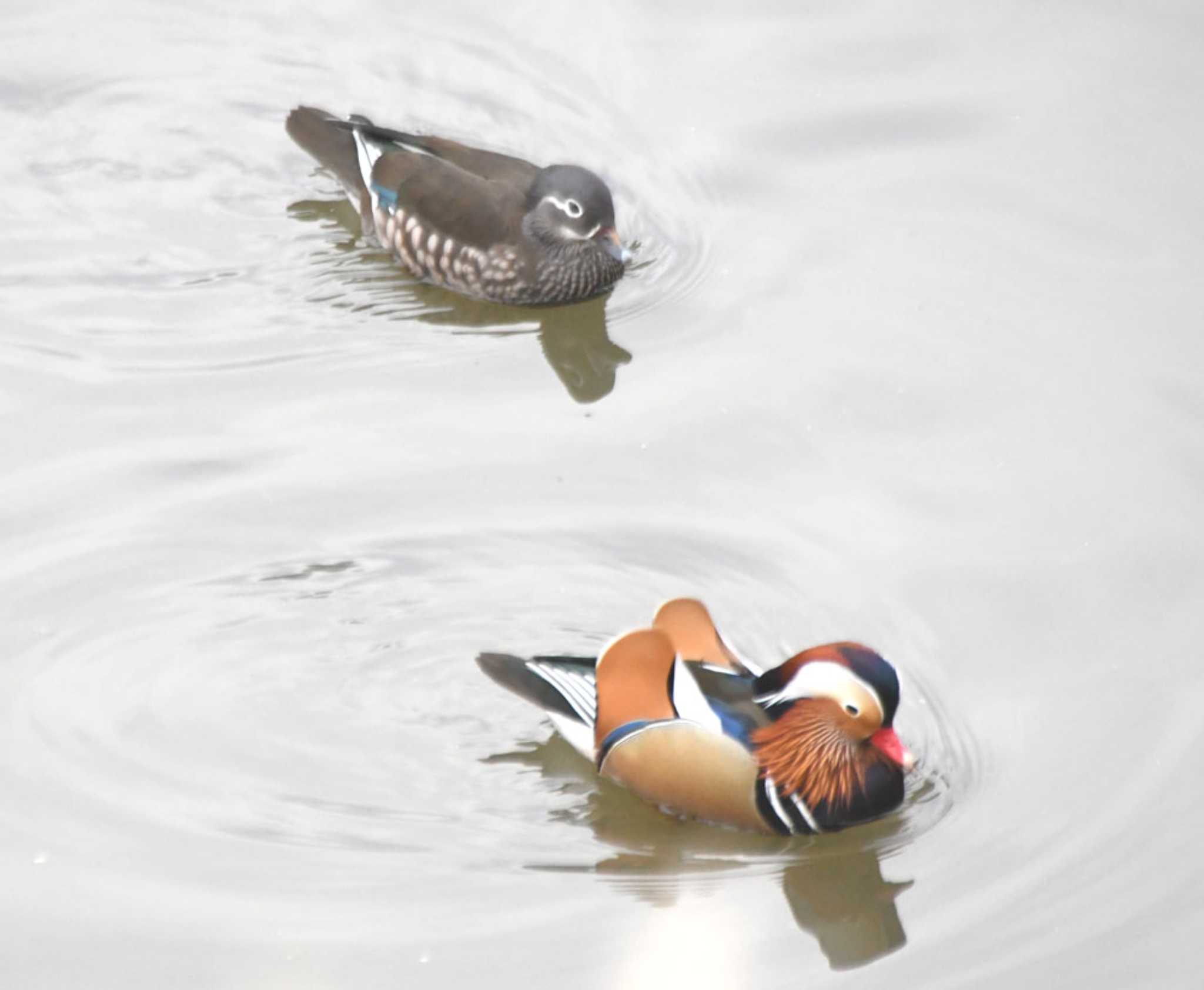 Photo of Mandarin Duck at 奈良山公園 by TOM57