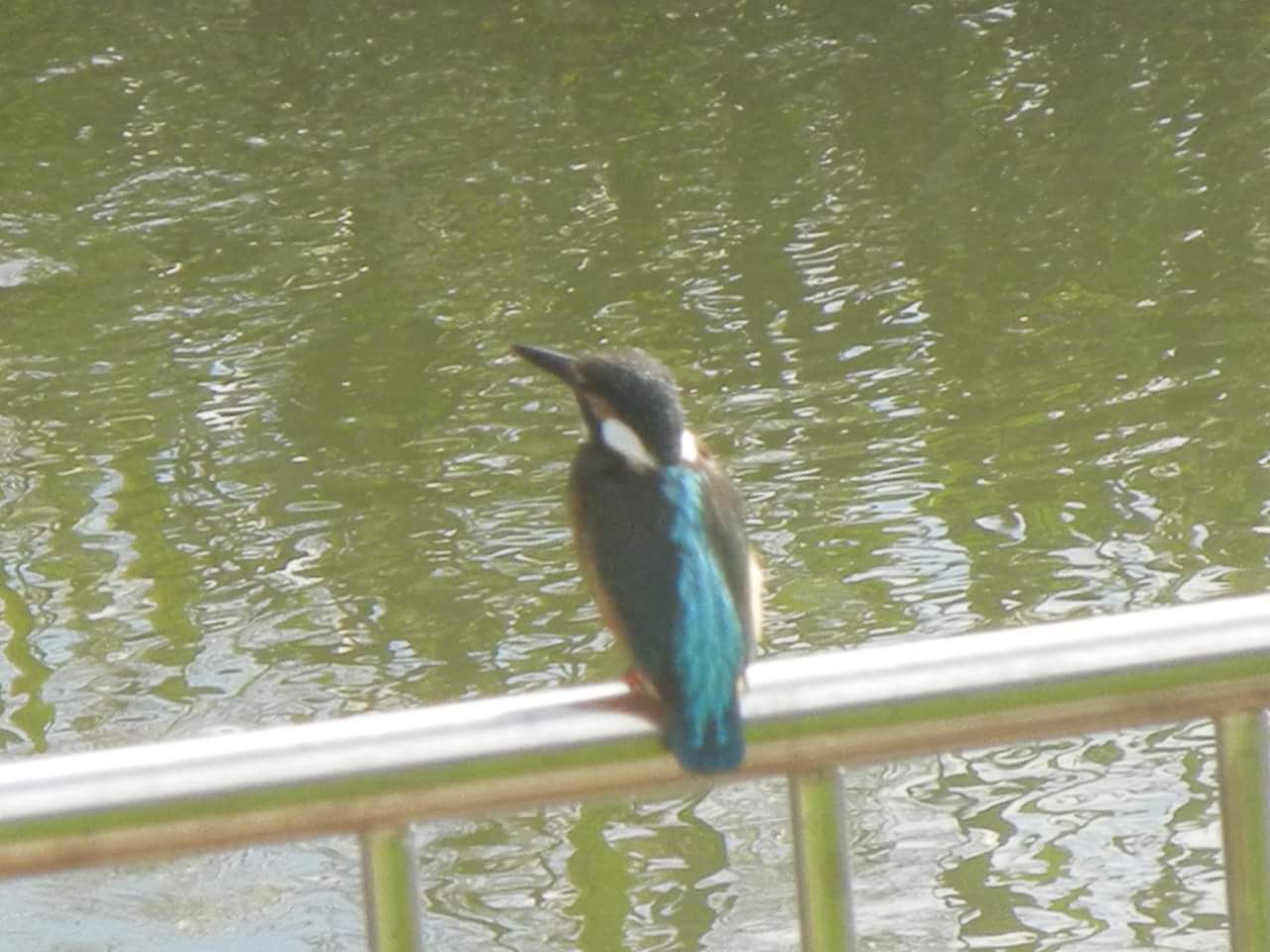Photo of Common Kingfisher at 創成川緑地(札幌) by アッキ@道央民