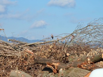 2024年1月5日(金) 淀川河川公園の野鳥観察記録