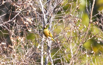 Grey-capped Greenfinch 万博公園 Fri, 1/5/2024