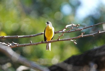 Grey Wagtail 万博公園 Fri, 1/5/2024