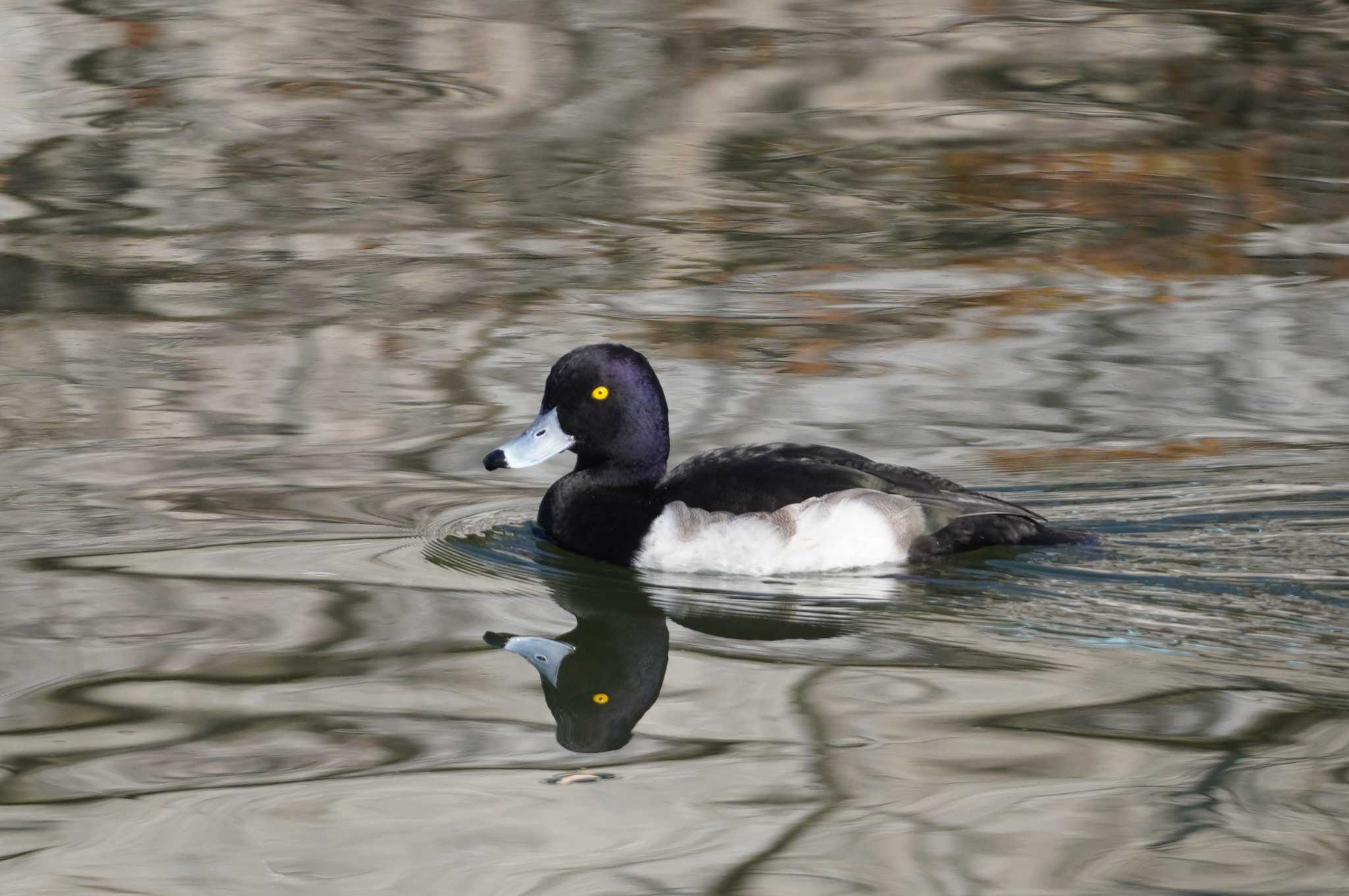 Photo of Tufted Duck at 万博公園 by BARD9800