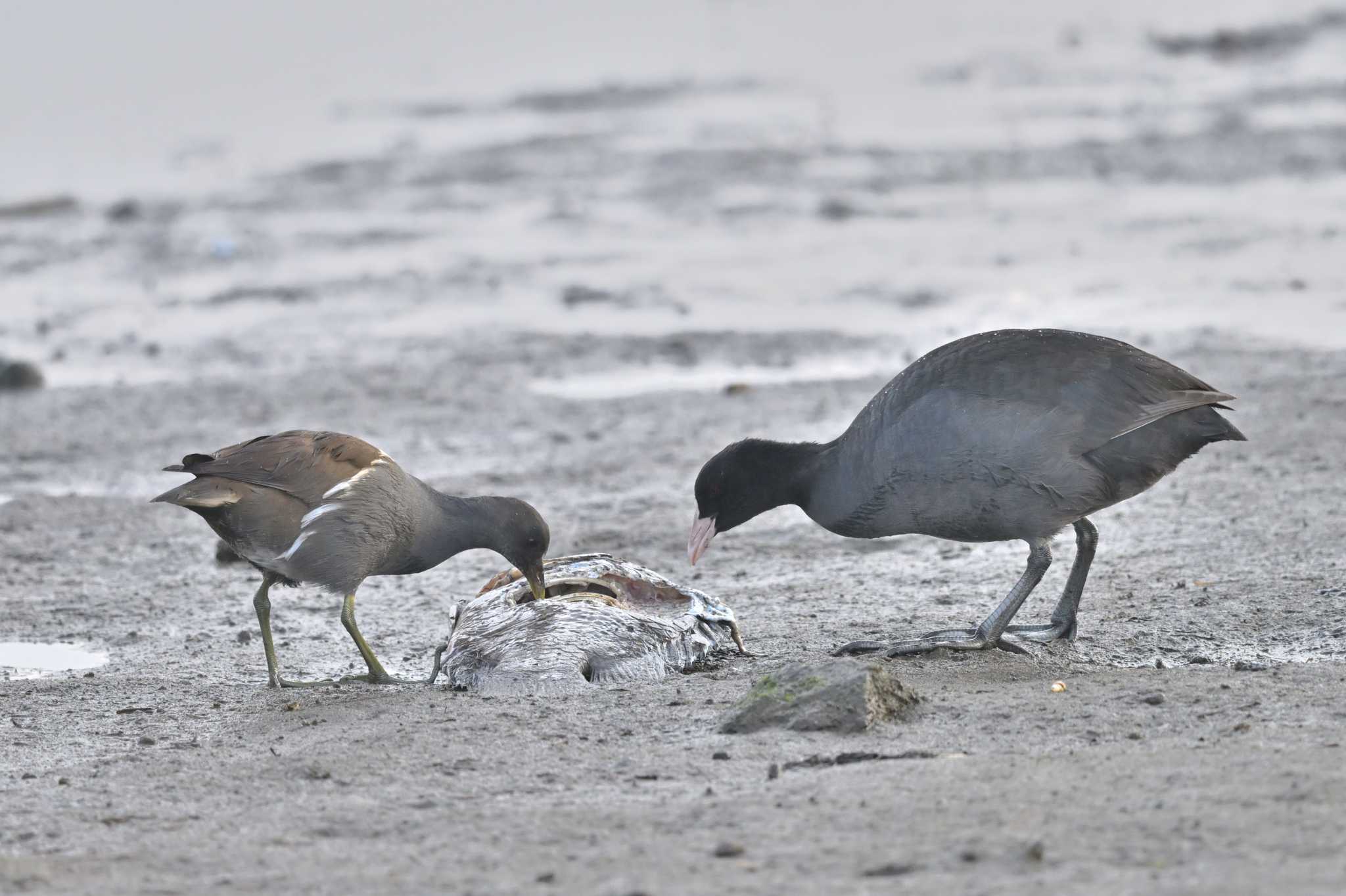 Photo of Common Moorhen at 須崎調整池 by ダイ