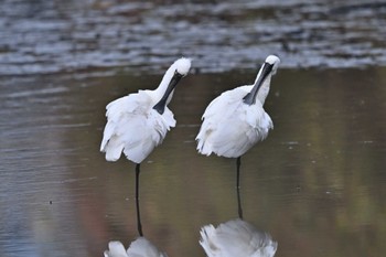 Black-faced Spoonbill 須崎調整池 Sun, 12/31/2023