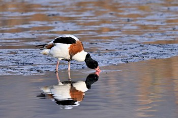 Common Shelduck 須崎調整池 Sun, 12/31/2023