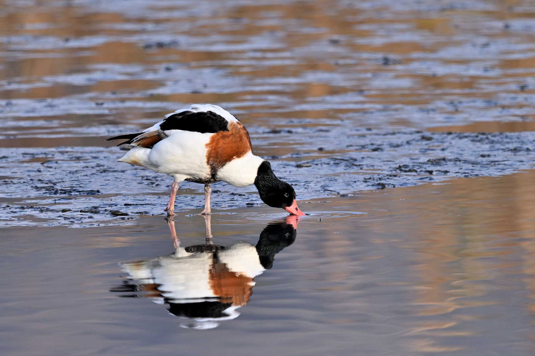 Photo of Common Shelduck at 須崎調整池 by ダイ