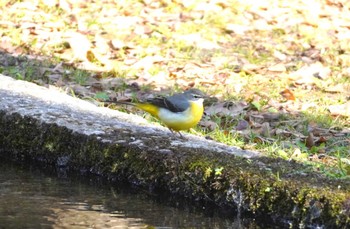 Grey Wagtail 万博公園 Fri, 1/5/2024