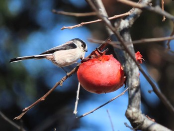 Fri, 1/5/2024 Birding report at 奈良(柳本、三輪周辺)