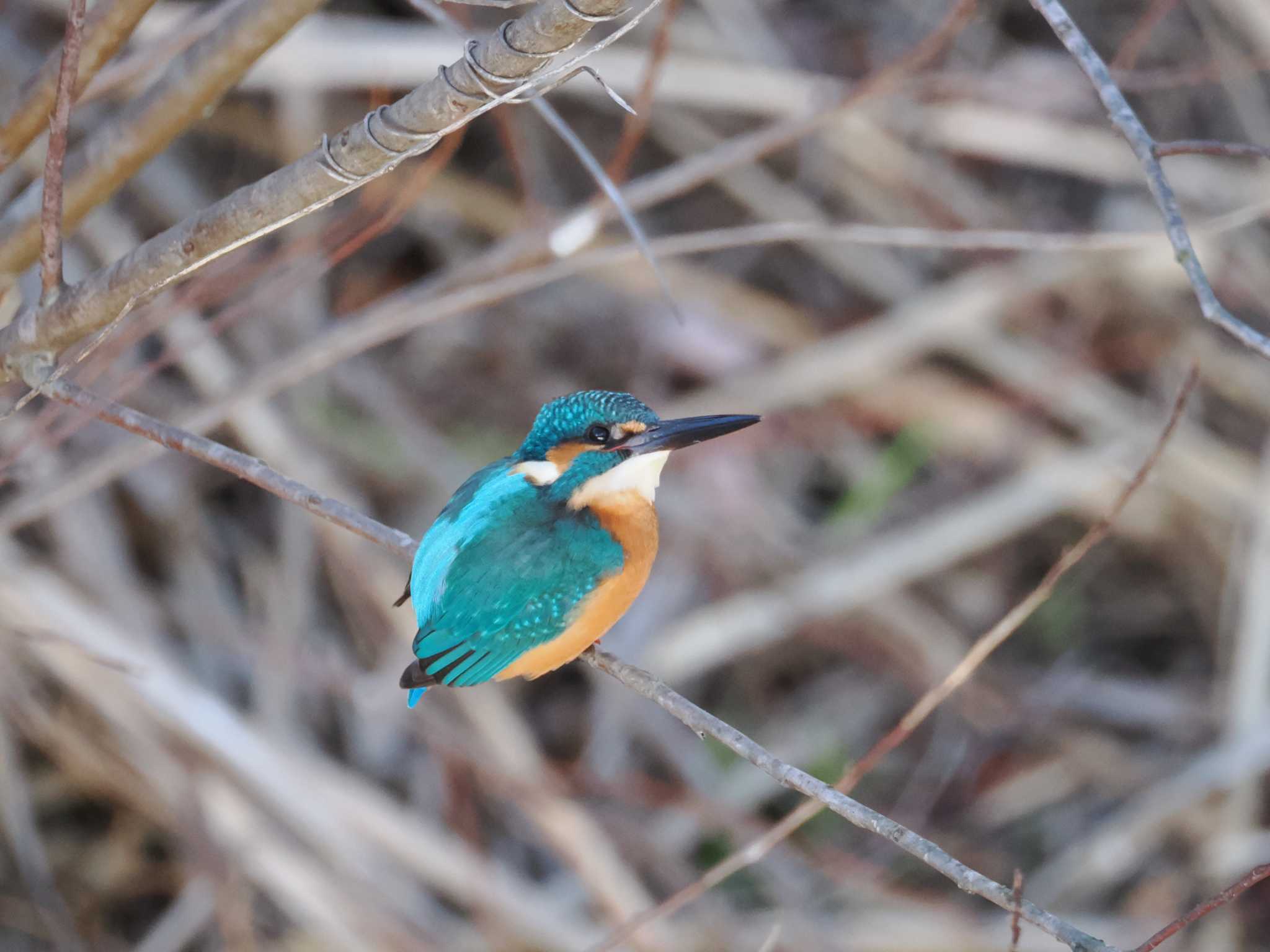 カワセミ