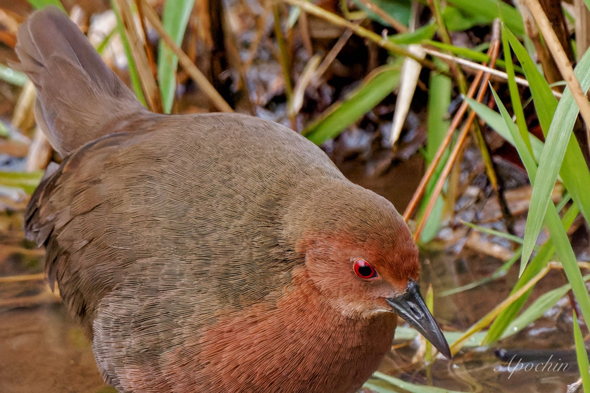 Ruddy-breasted Crake