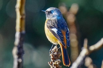 Daurian Redstart しらさぎ湖(愛知県 豊田市) Fri, 1/5/2024