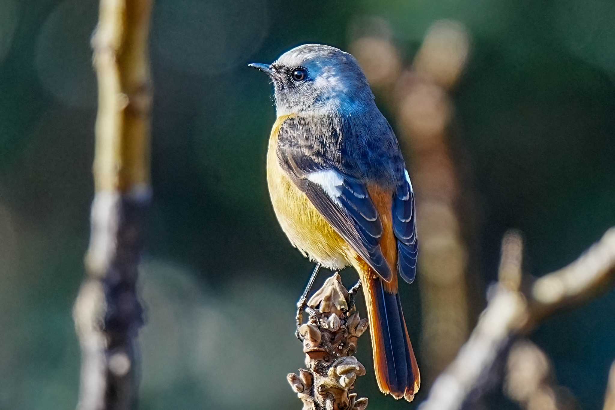 Photo of Daurian Redstart at しらさぎ湖(愛知県 豊田市) by porco nero