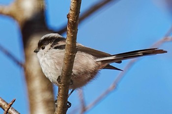 Long-tailed Tit しらさぎ湖(愛知県 豊田市) Fri, 1/5/2024