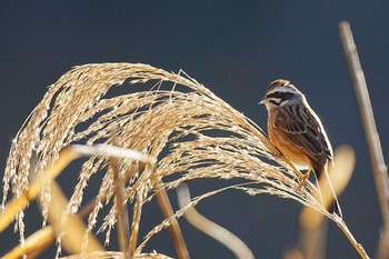 Meadow Bunting しらさぎ湖(愛知県 豊田市) Fri, 1/5/2024