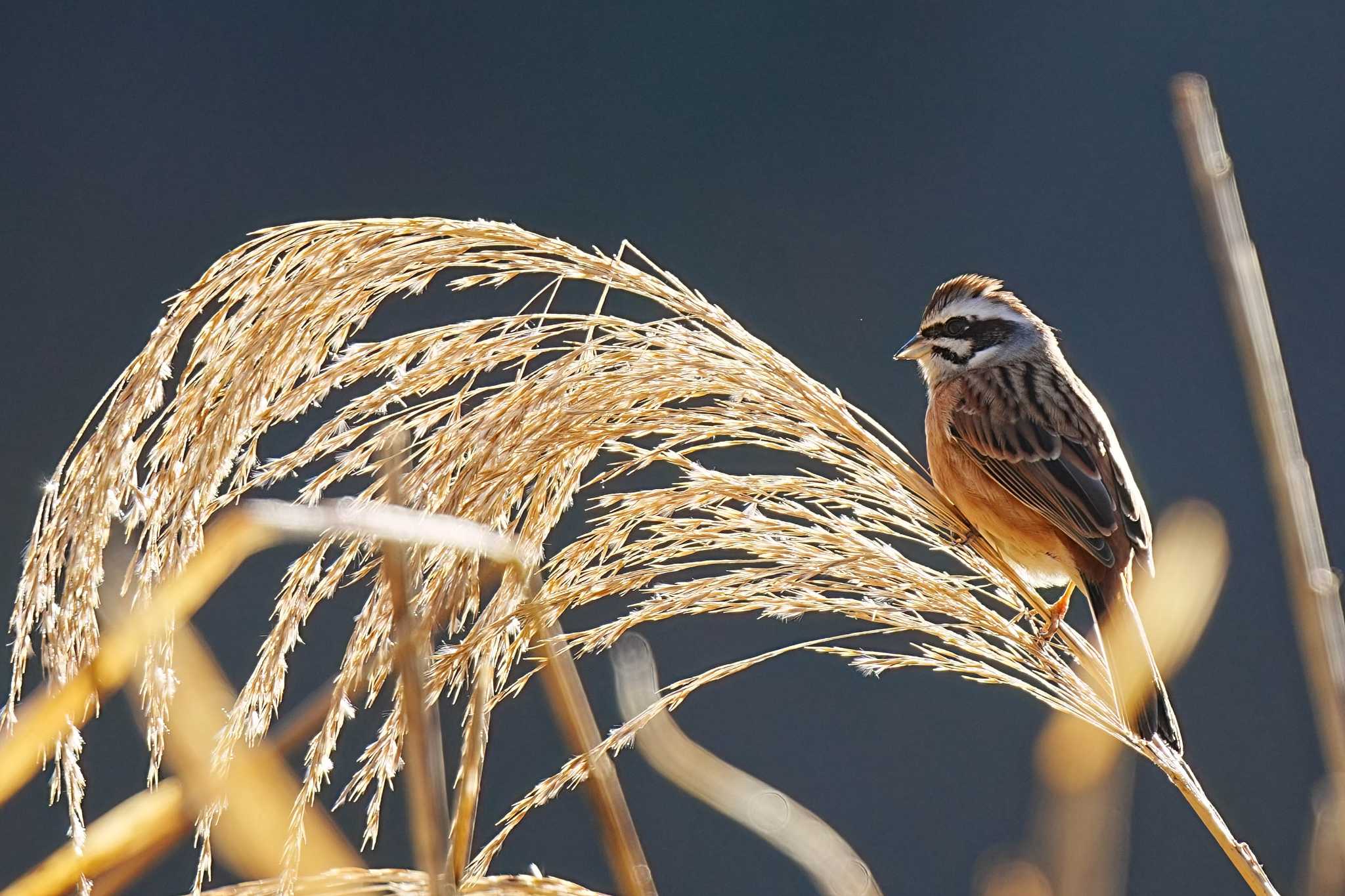 Photo of Meadow Bunting at しらさぎ湖(愛知県 豊田市) by porco nero