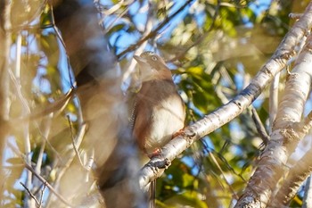 Eurasian Jay しらさぎ湖(愛知県 豊田市) Fri, 1/5/2024