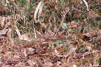 2024年1月1日(月) ふれあいの森公園の野鳥観察記録