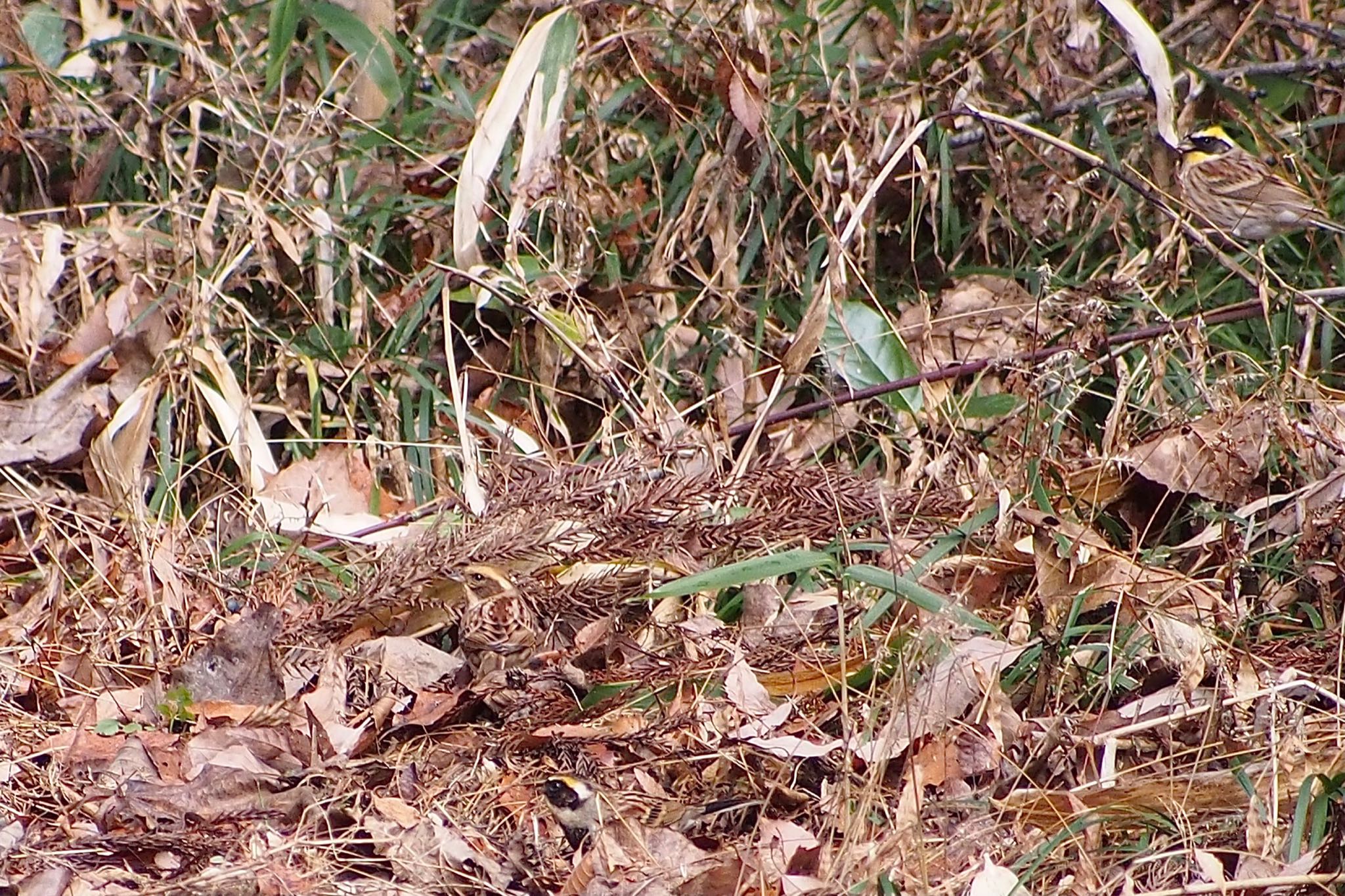 Yellow-throated Bunting