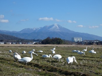 コハクチョウ 湖北野鳥センター 2024年1月5日(金)