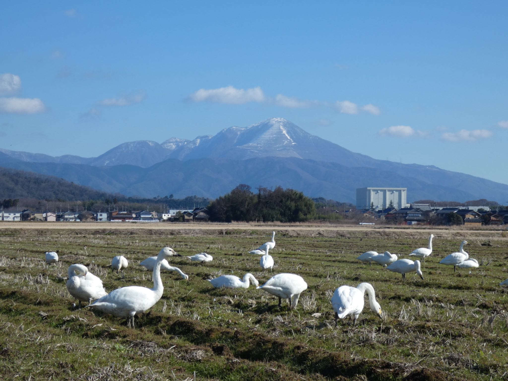 Photo of Tundra Swan at 湖北野鳥センター by サンダーバード