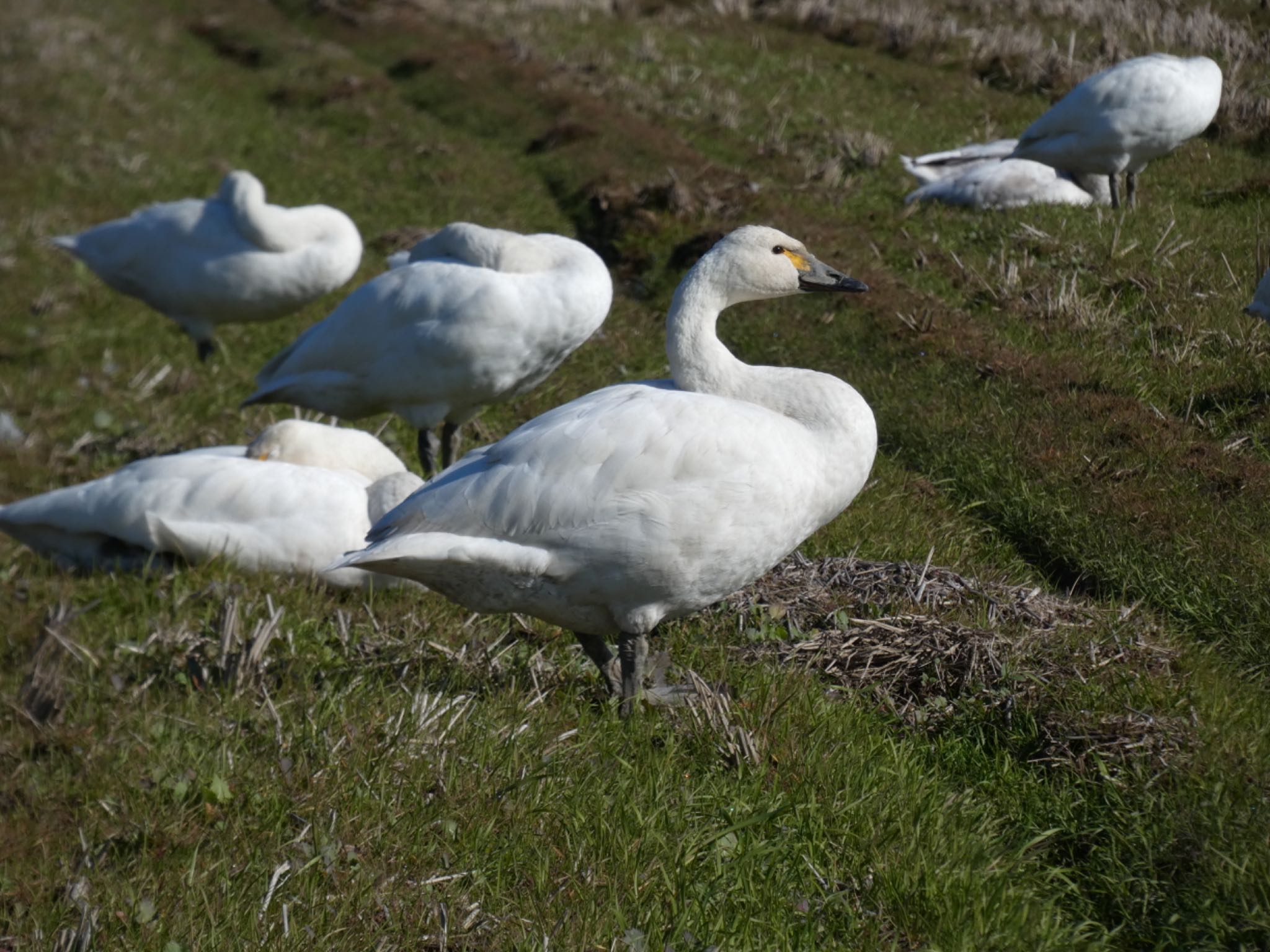 Photo of Tundra Swan at 湖北野鳥センター by サンダーバード