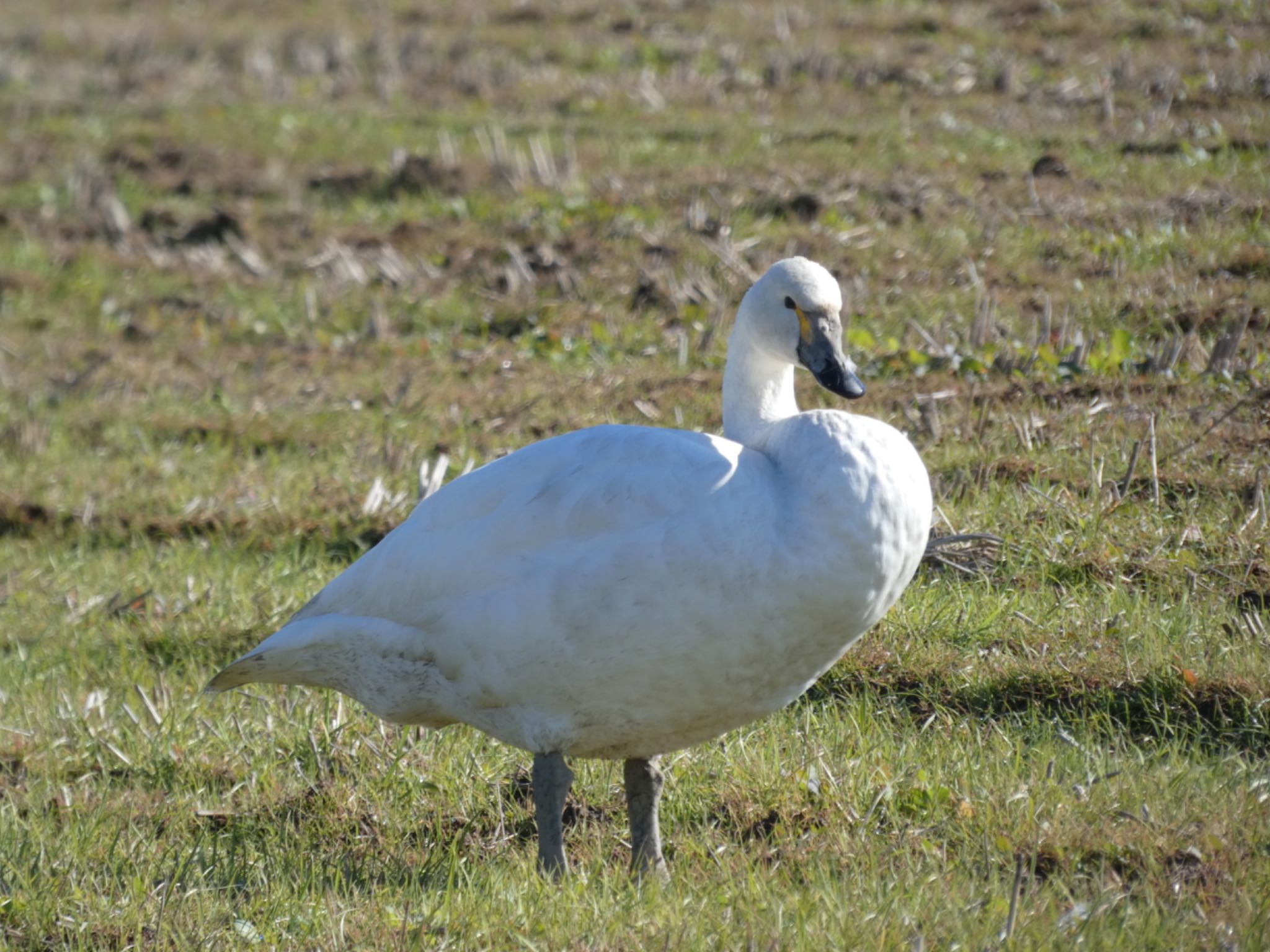 Tundra Swan