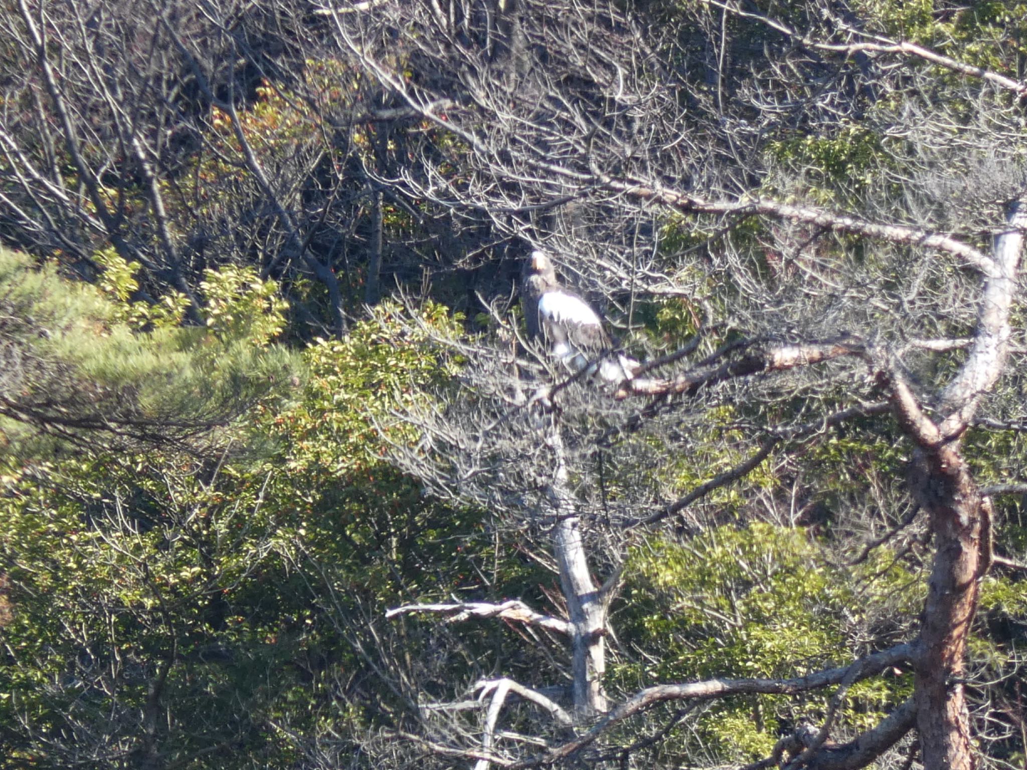 Photo of Steller's Sea Eagle at 湖北野鳥センター by サンダーバード