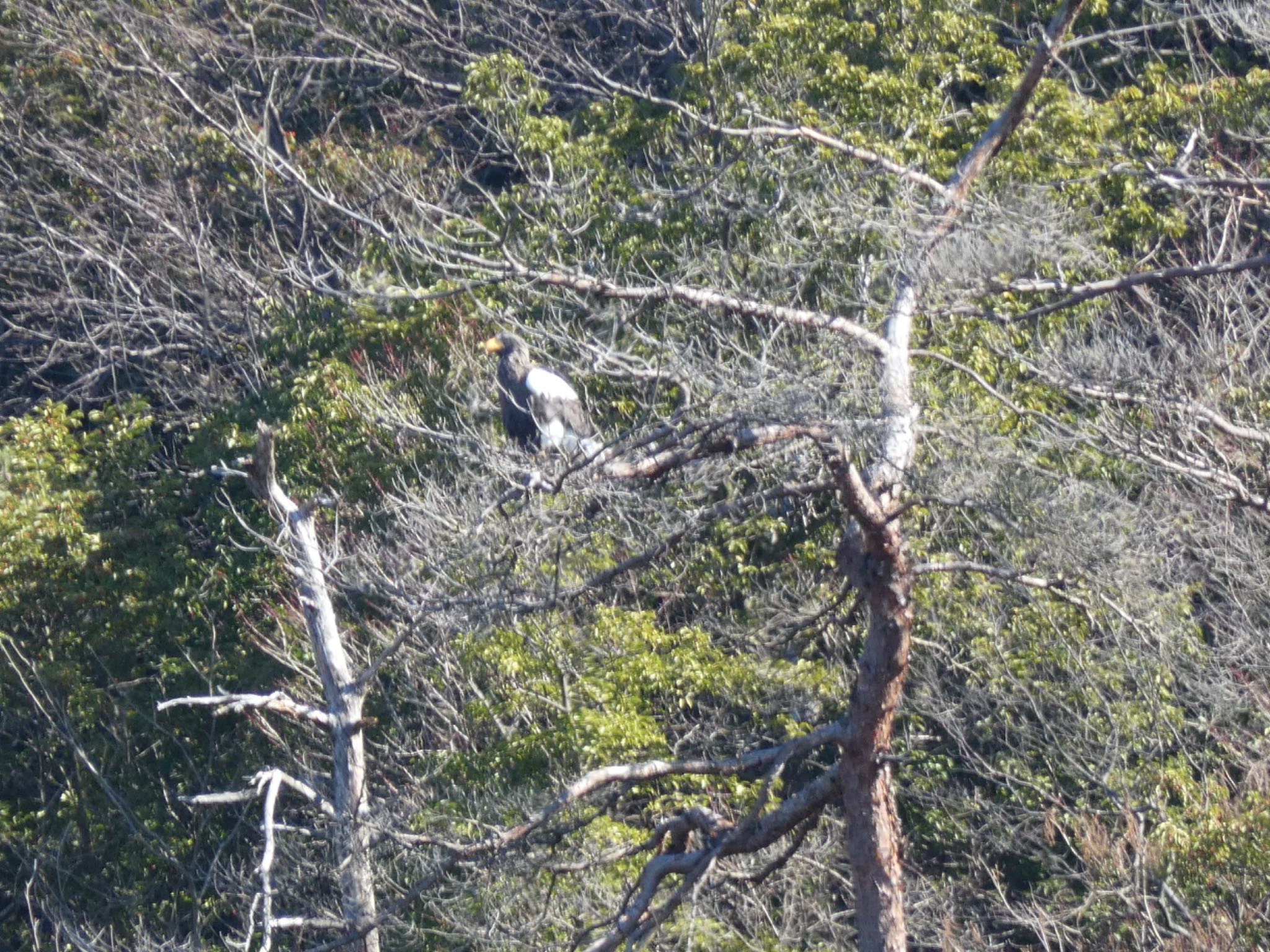 Photo of Steller's Sea Eagle at 湖北野鳥センター by サンダーバード