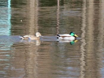 Thu, 1/4/2024 Birding report at 庄内緑地公園