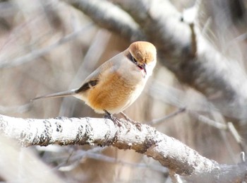 Bull-headed Shrike 衣笠山公園 Fri, 1/5/2024