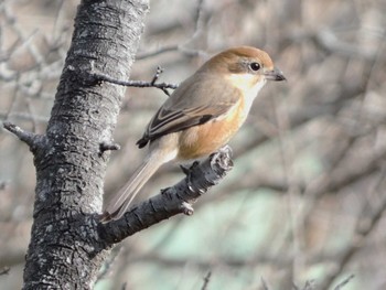 2024年1月5日(金) 衣笠山公園の野鳥観察記録